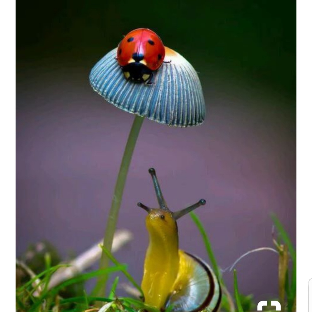 🐞 Soo Cute! 🐌 Not For Sale 🚫